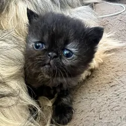 Persian/ Himalayan Kittens