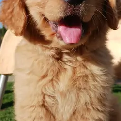 Golden Retriever puppy