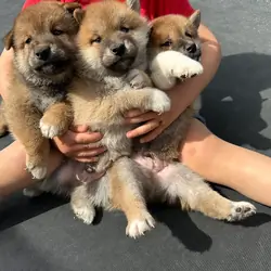 Shiba inu