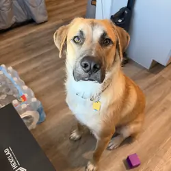 Dog