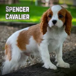Spencer Male Cavalier