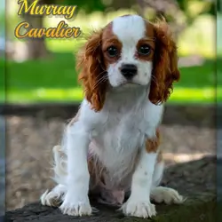 Murray Male Cavalier