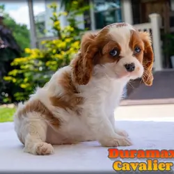 Duramax Male Cavalier
