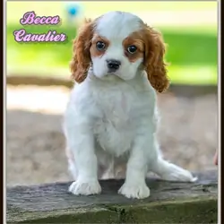 Becca Female Cavalier