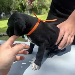 Orange Collar Female