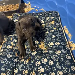 Puppies