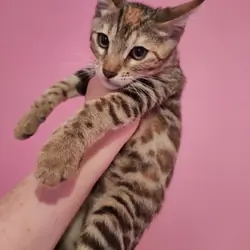 Rare Torbie Bengal Kittens