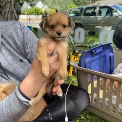 Chorkie puppies