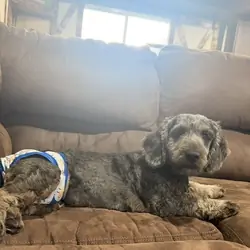 Mini Goldendoodle and Cavapoos