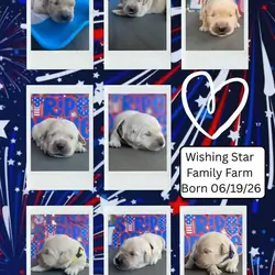 AKC Golden Retrievers