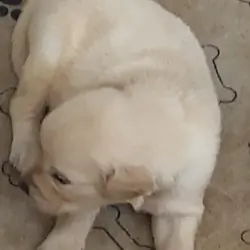 Golden Retrievers