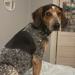 Blue tick hound