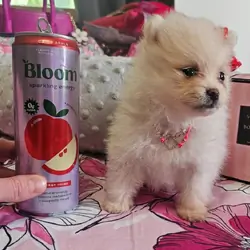 Pomeranian Babygirl💖
