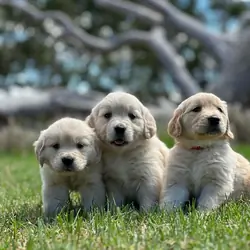 Golden Retriever Puppies Ready For New Homes