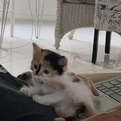 Turkish Van kitten