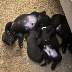 Puppies