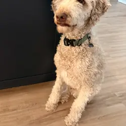 Rehoming our Goldendoodle