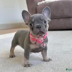 FRENCH BULLDOG PUPPY