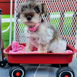 Tiny Little Doll Schnoodle