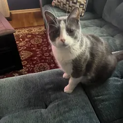 Rehoming sweet cat