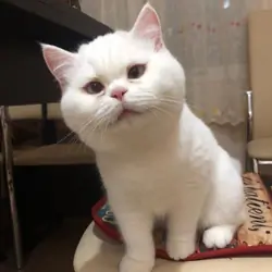 White Scottish Fold