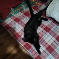 2 year old cat