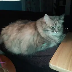 Senior female cat