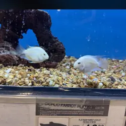polar white parrot cichlid fry
