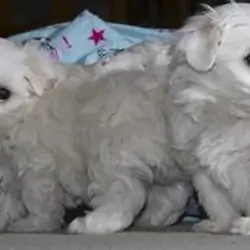 Gorgeous Teacup Maltese puppies
