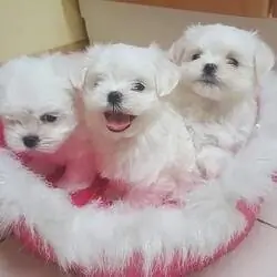 Two Top Class Maltese Puppies Available