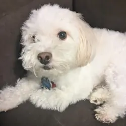 Male Pomapoo, vaccinated unneutered affectionate