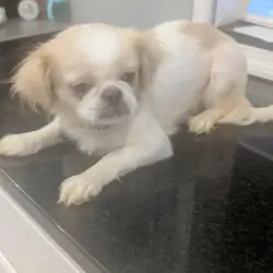 Affectionate, vaccinated female Pekingese