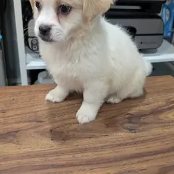 affectionate male puppy