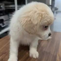 affectionate with kids and other pets male puppy