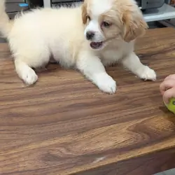 Male puppy, affectionate with kids