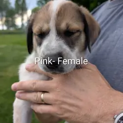 Great Pyrenees/Blue Tic Coonhound Mix puppies