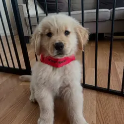 Golden Retriever puppy