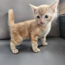 Adorable Kittens Looking for a Loving Home!
