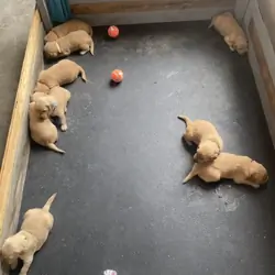 Golden Retriever Puppies