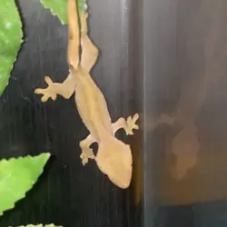 Olive Harlequin Dalmation Crested Gecko