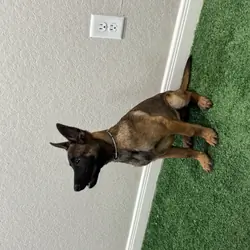 Belgian Malinois Pup – 3½ MO