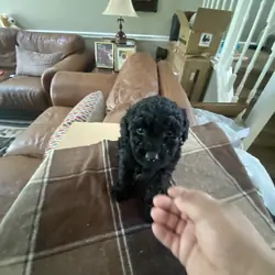 Toy Poodles