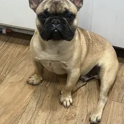 French bulldog