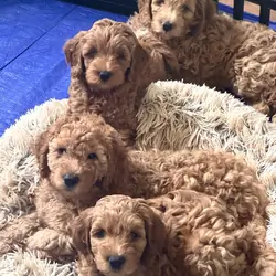 Miniature Golden Doodles