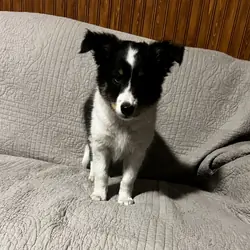 AKC SHELTIE MALE PUPPY