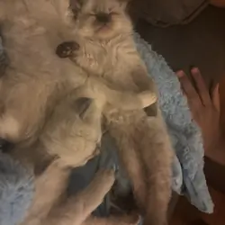 Ragdoll kittens