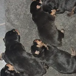 Rottweiler puppies