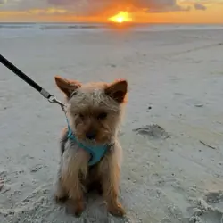 Yorkie