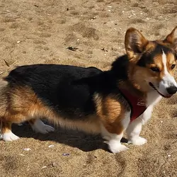 Pembrooke Welsh Corgi's