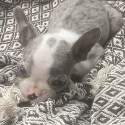 Merle make Boston terrier